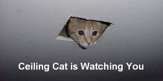 Ceiling cat meme